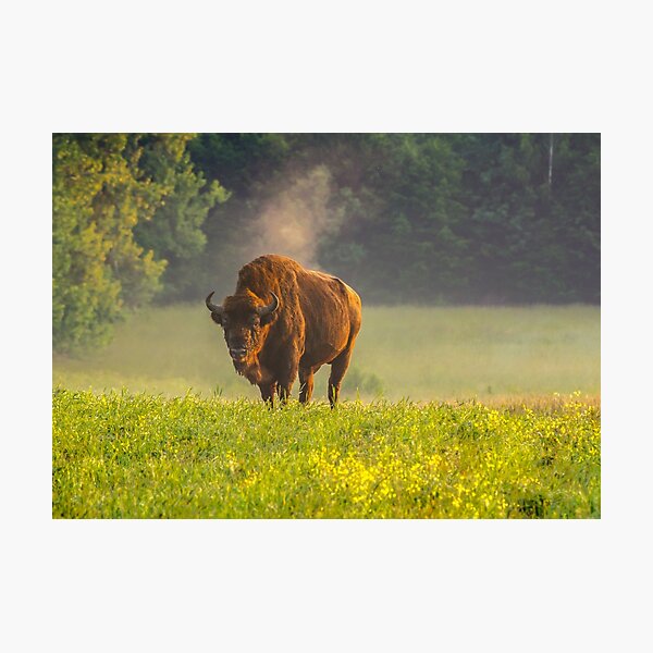Wisent or european bison steaming in the morning light Photographic Print