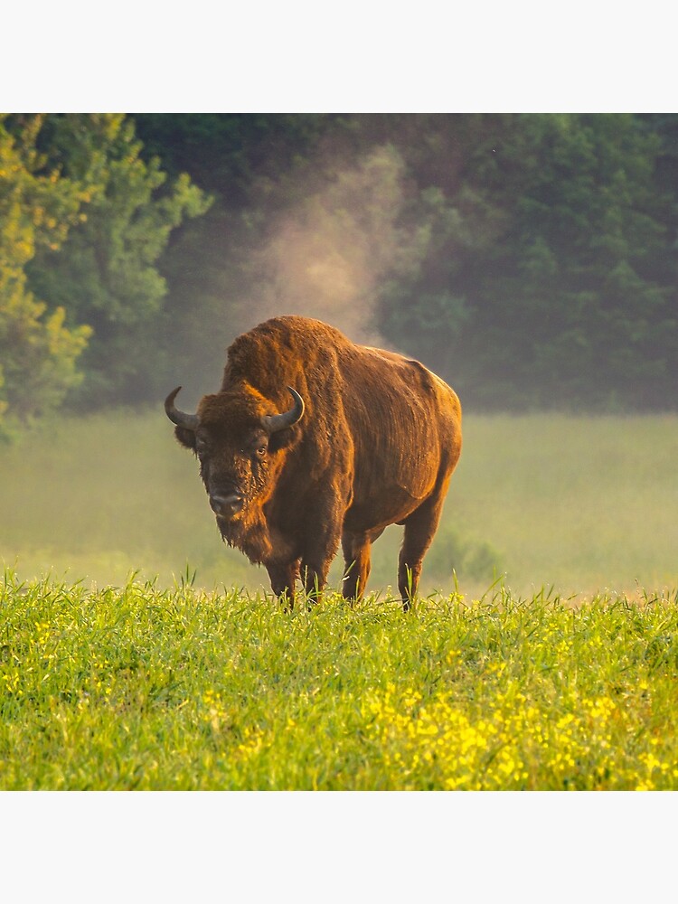 Thumbnail 3 of 3, Throw Pillow, Wisent or european bison steaming in the morning light designed and sold by Poliphilo.