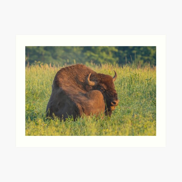 Laughing european bison, also known as wisent Art Print