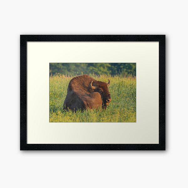 Laughing european bison, also known as wisent Framed Art Print