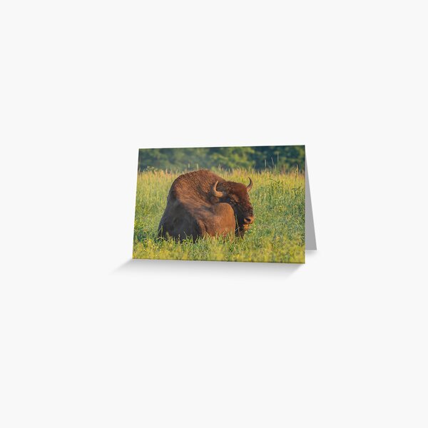 Laughing european bison, also known as wisent Greeting Card