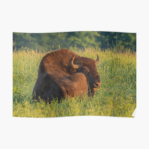 Laughing european bison, also known as wisent Poster
