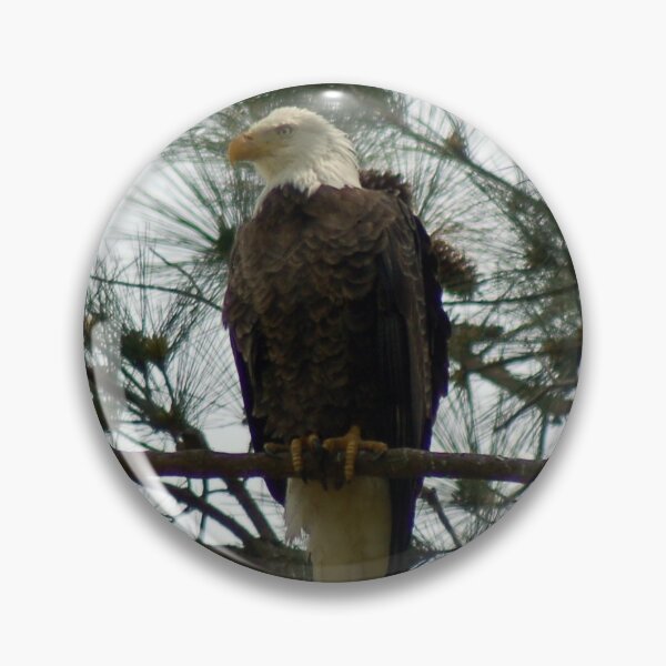 Item preview, Bald Eagle protecting nest designed and sold by scottyp143.