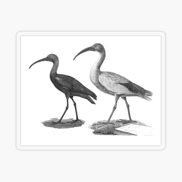 1826 dessin vintage d oiseaux Ibis blanc et noir Impression rigide