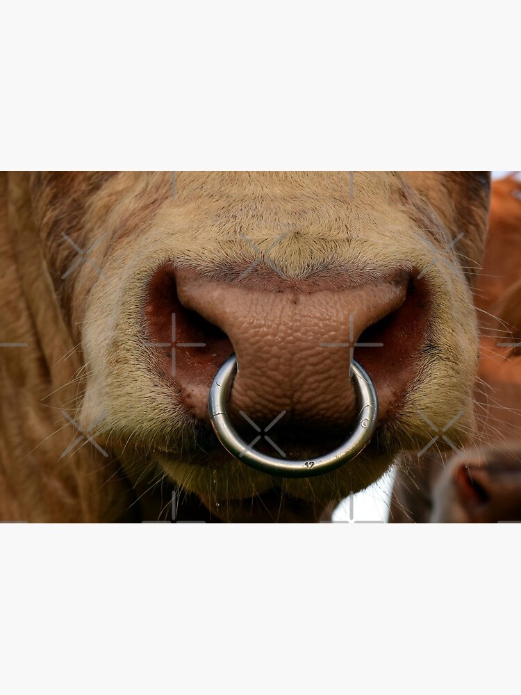 AAProTools Bull Cow Cattle Bovine Nose Ring Silver India | Ubuy