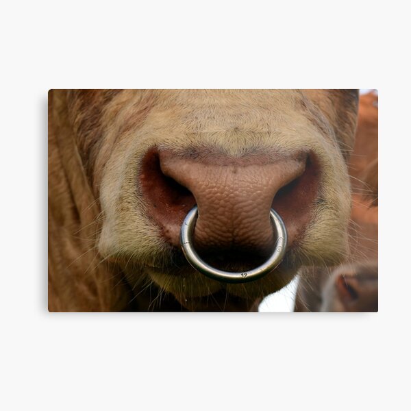 Cow with a hot sale nose ring