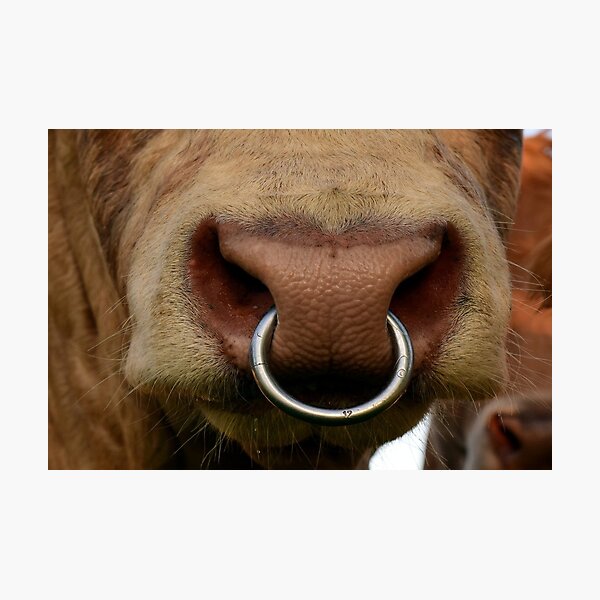 Item preview, Cow Nose Ring designed and sold by B3N-arts.
