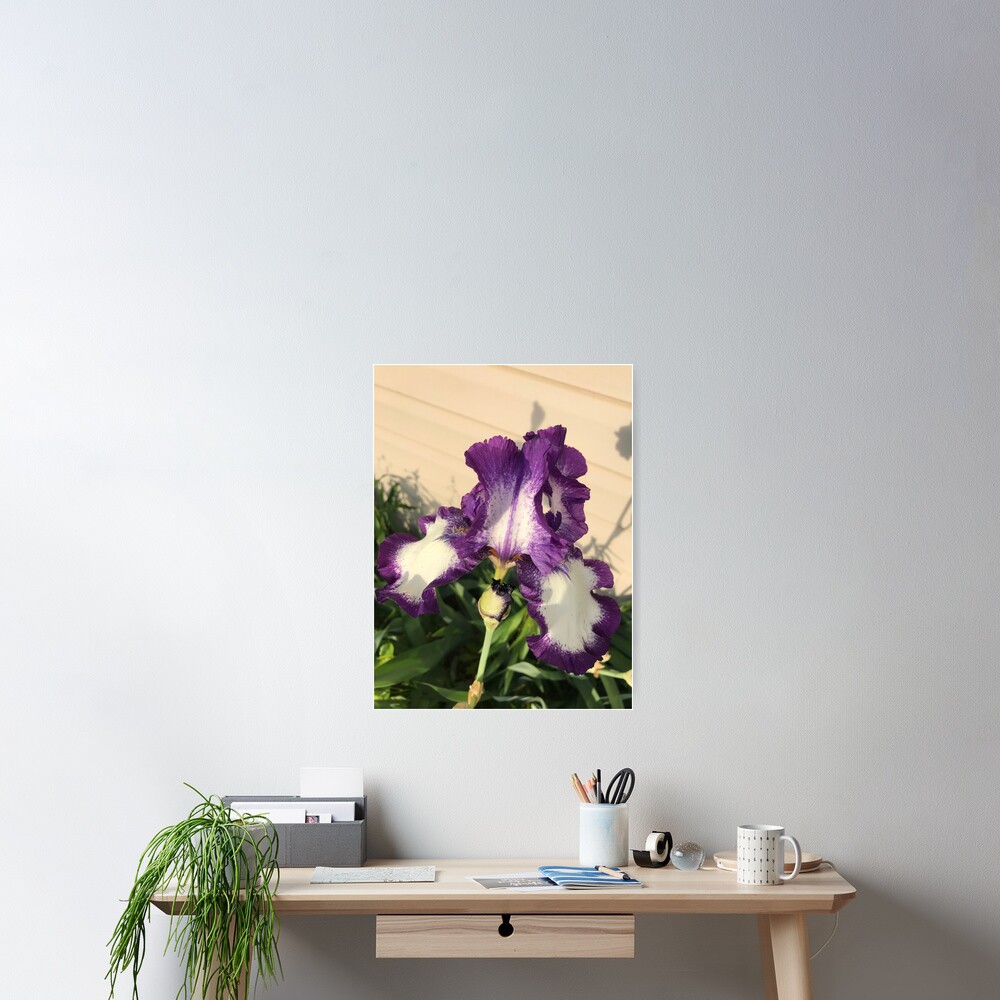 Mother's Garden-The American Classis-Iris Poster