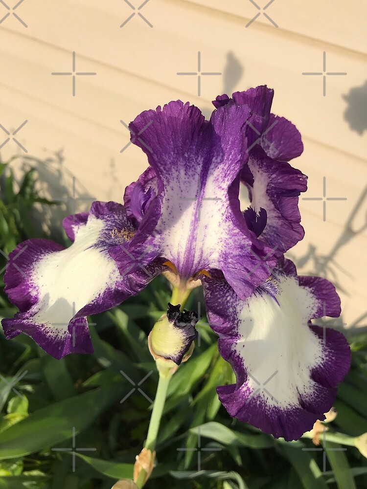 Mother's Garden-The American Classis-Iris by Matlgirl
