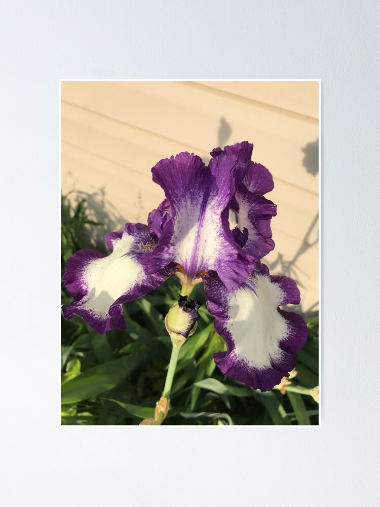 Alternate view of Mother's Garden-The American Classis-Iris Poster