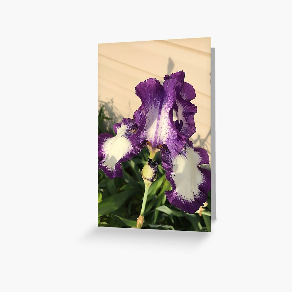 Mother's Garden-The American Classis-Iris Greeting Card
