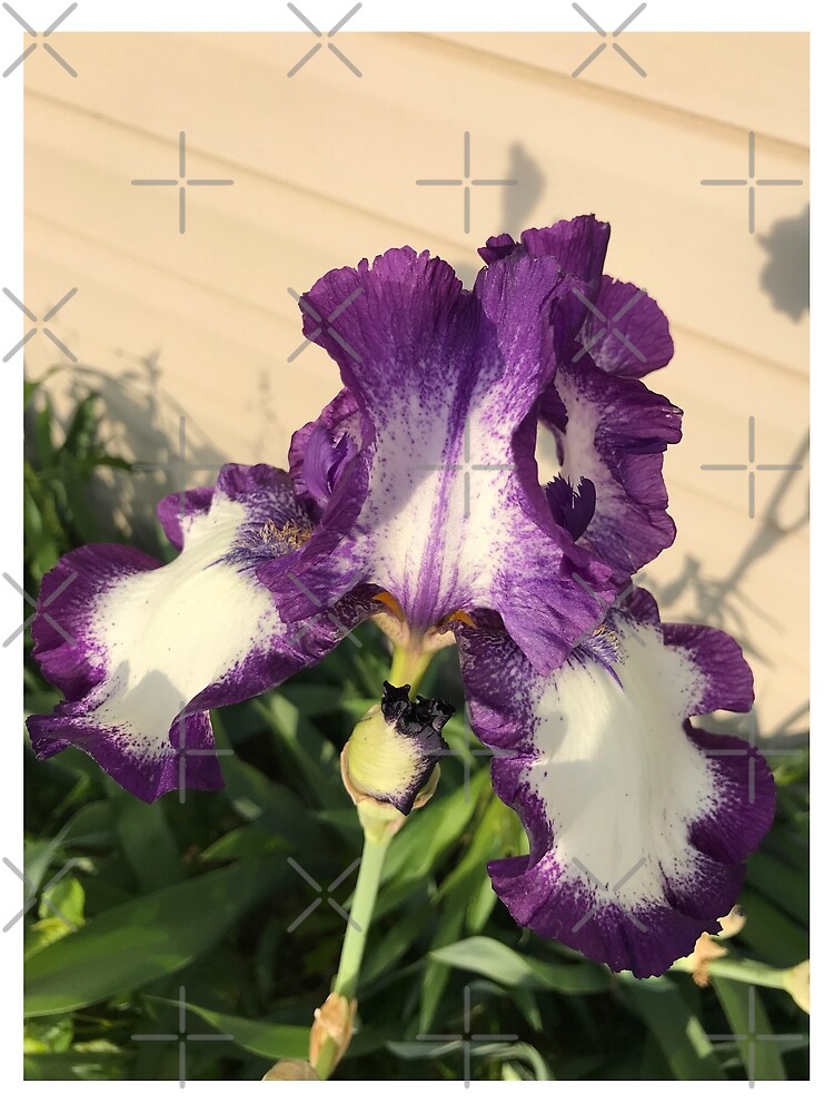 Mother's Garden-The American Classis-Iris by Matlgirl