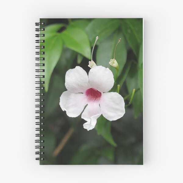Item preview, Bower of Beauty (Pandorea jasminoides) designed and sold by Keith Weeks.
