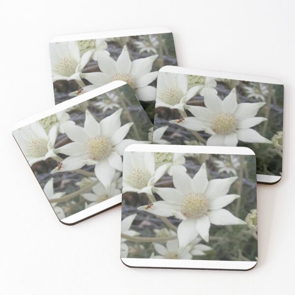 Item preview, Flannel Flower designed and sold by Rochelle Buckley.