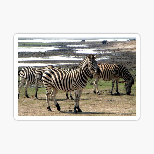 Vista previa del artículo con la obra «Cebras, (Equus quagga) Parque Nacional de Chobe, Botswana», diseñado y vendido por Margaret  Hyde.