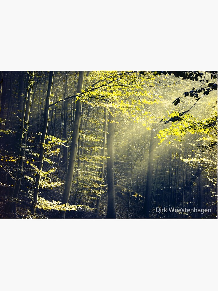 Being There - Morning Light in Forest by DyrkWyst