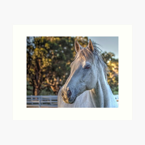 Item preview, Grey horse head designed and sold by WordTasker.