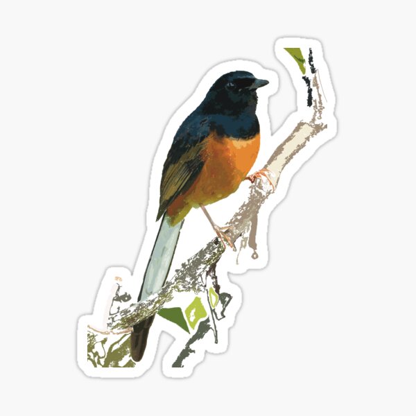 Item preview, Beautiful White-rumped Shama Thrush, Bird designed and sold by NJartbyNJacobson.