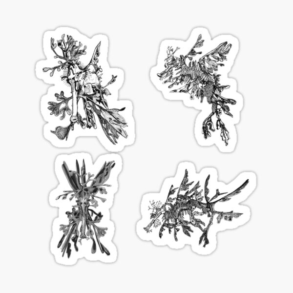 Sea 3 -Leafy Sea Dragons x 4 Sticker