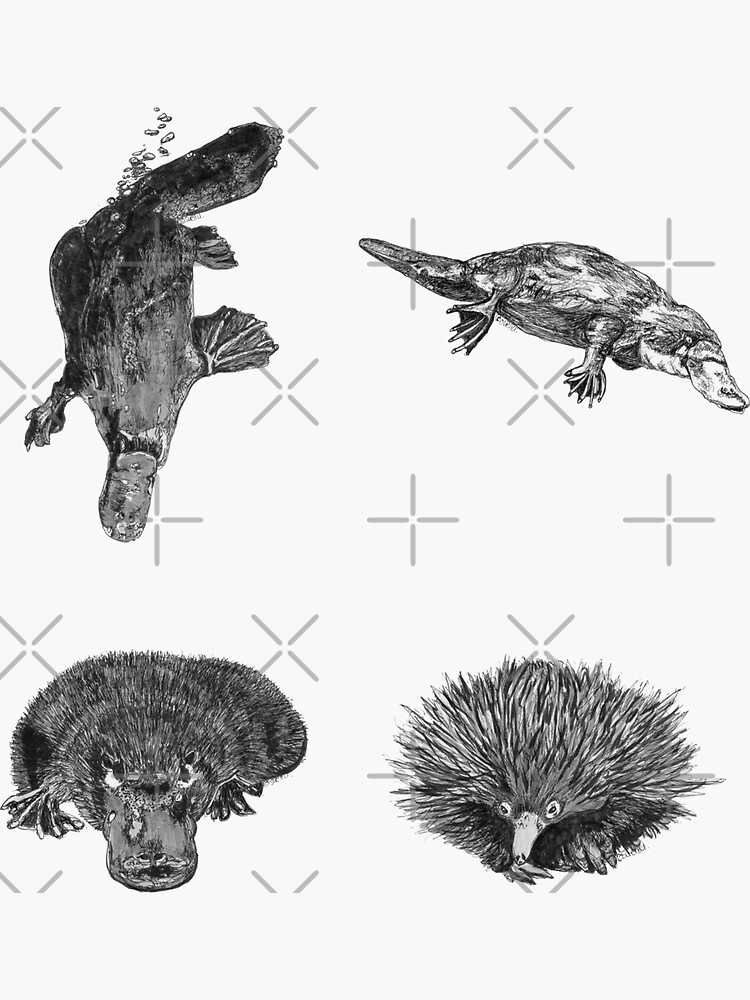 Land 6 - Platypus and Echidna x 4 by Wildcard-Sue