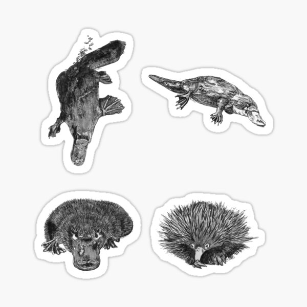 Land 6 - Platypus and Echidna x 4 Sticker