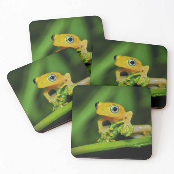 Item preview, Madagascar Yellow Reed Frog designed and sold by ReptileAmphibia.