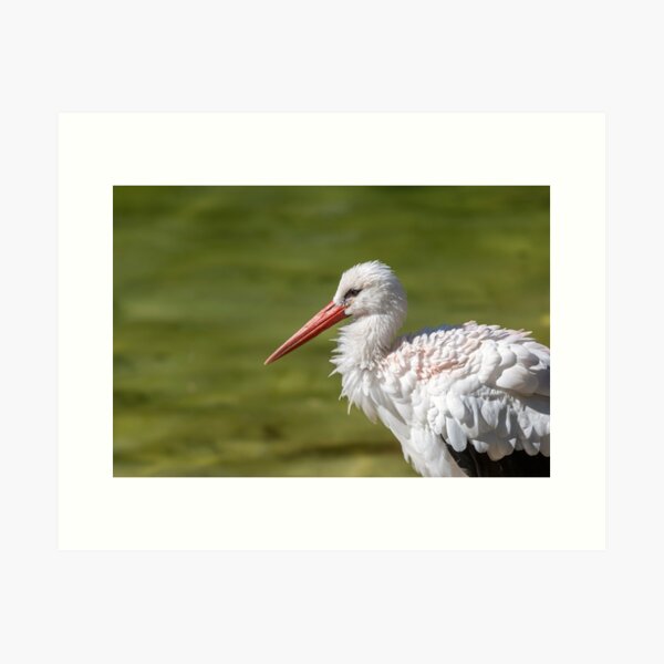 White stork Art Print