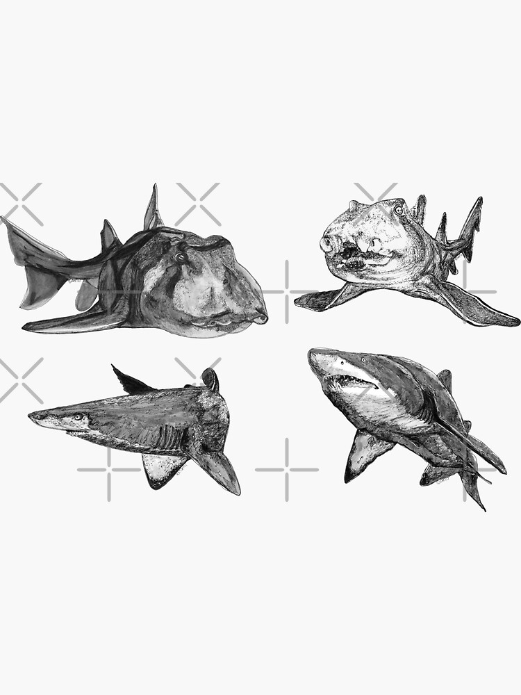 SHARKS! Grey Nurse and Port Jackson sharks x 4 by Wildcard-Sue