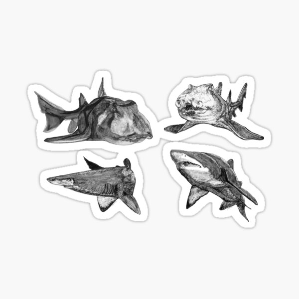 SHARKS! Grey Nurse and Port Jackson sharks x 4 Sticker