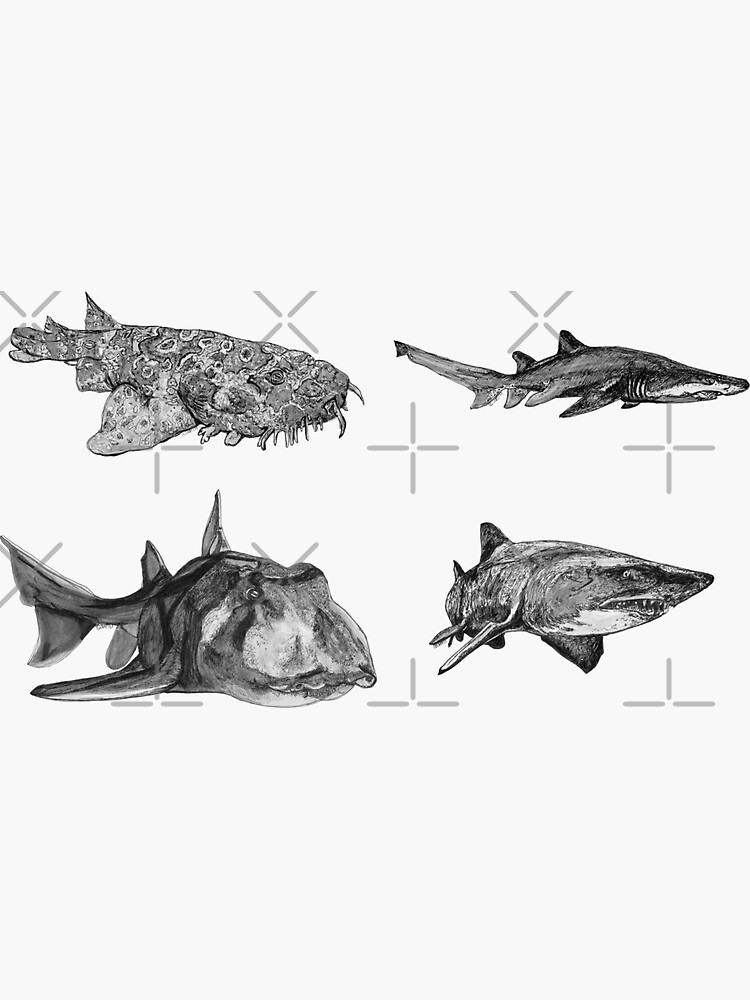 SHARKS! Grey Nurse, Wobbygong and Port Jackson sharks x 4 by Wildcard-Sue