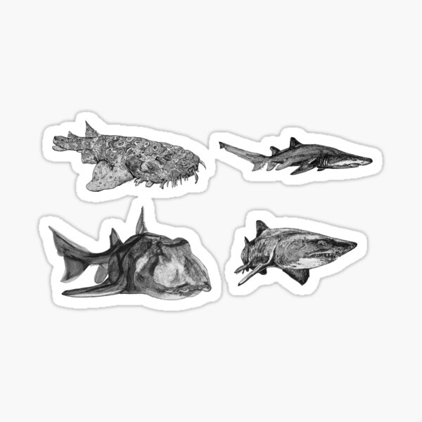 SHARKS! Grey Nurse, Wobbygong and Port Jackson sharks x 4 Sticker