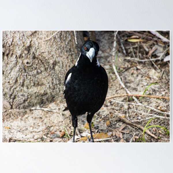 Item preview, Don't Mess With this Bad boy Magpie designed and sold by Michael Cherne.
