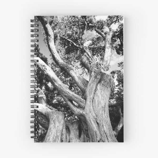 Item preview, Black and white tree designed and sold by Gaspar Avila.