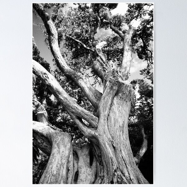 Item preview, Black and white tree designed and sold by Gaspar Avila.