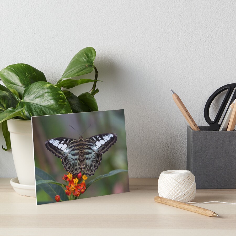 Item preview, Art Board Print designed and sold by pietrofoto.