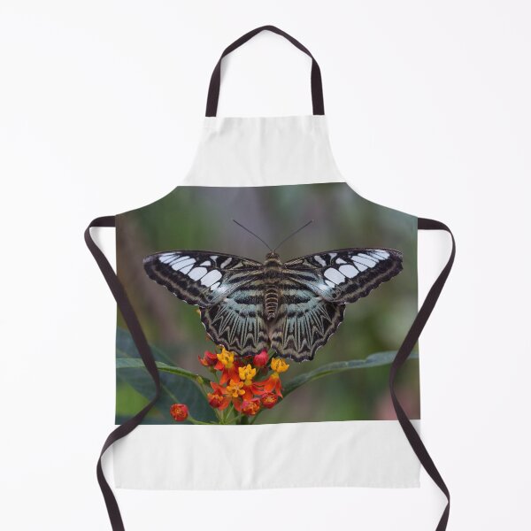 Item preview, Clipper butterfly designed and sold by pietrofoto.