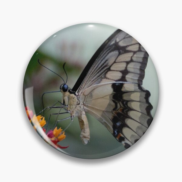 Item preview, Citrus swallowtail butterfly designed and sold by pietrofoto.