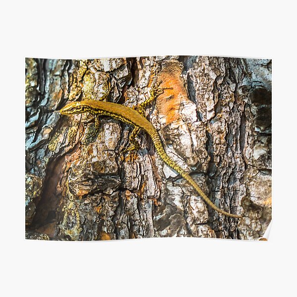 Elegant lizard crawling a tree Poster