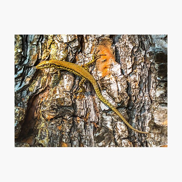 Elegant lizard crawling a tree Photographic Print