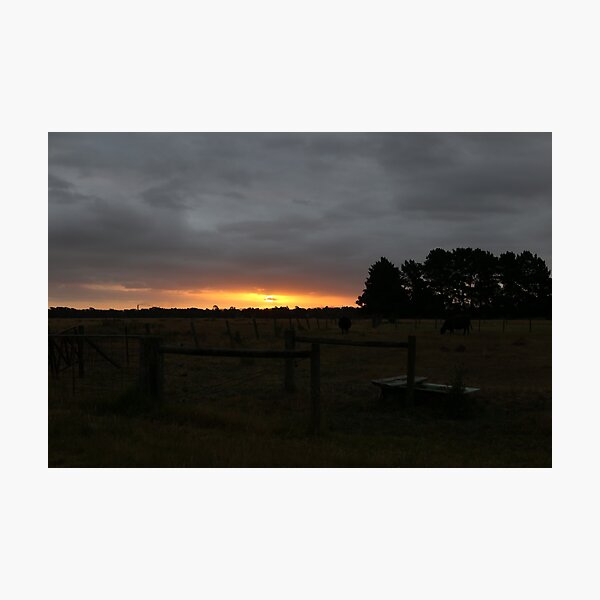 Item preview, Curious cows at sunset designed and sold by HauntedHills.