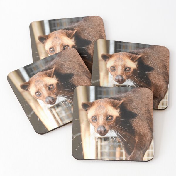 Item preview, Beautiful innocent Civet cat - Indonesian Luwak  designed and sold by mark-taylor.