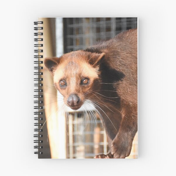 Item preview, Beautiful innocent Civet cat - Indonesian Luwak  designed and sold by mark-taylor.