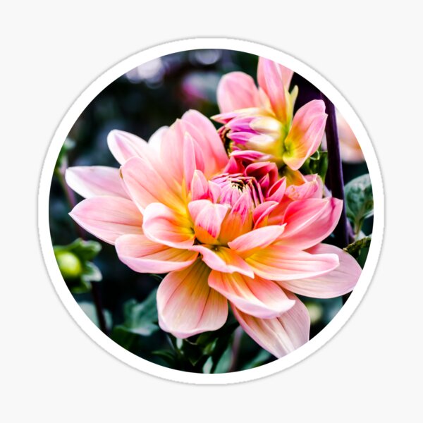 Item preview, Pink Dahlia flower  designed and sold by Alinah89.