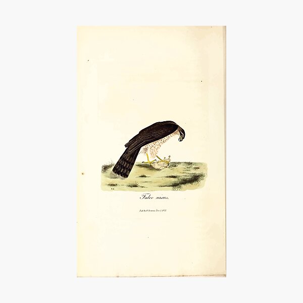 Item preview, British ornithology  being the history with a coloured representation of every known species of British birds George Graves 1821 098 designed and sold by WetdryvacRB01.