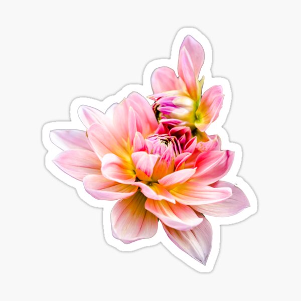 Item preview, Pink Dahlia flowers designed and sold by Alinah89.