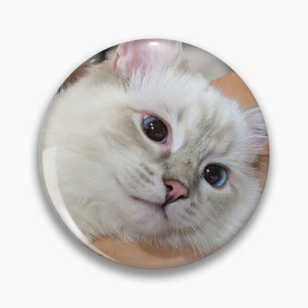 Item preview, Ragdoll kitten designed and sold by Fluffycat2020.