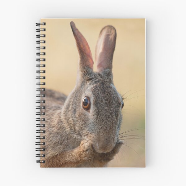Item preview, Eastern Cottontail Rabbit Preening  designed and sold by TheCurators.