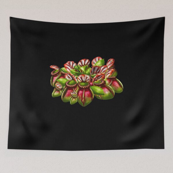 Item preview, Botanical Cephalotus Follicularis Australien Pitcher Pitcher Plant Carnivorous Plant Gift designed and sold by Carnivorous  Plant Club ⭐⭐⭐⭐⭐.