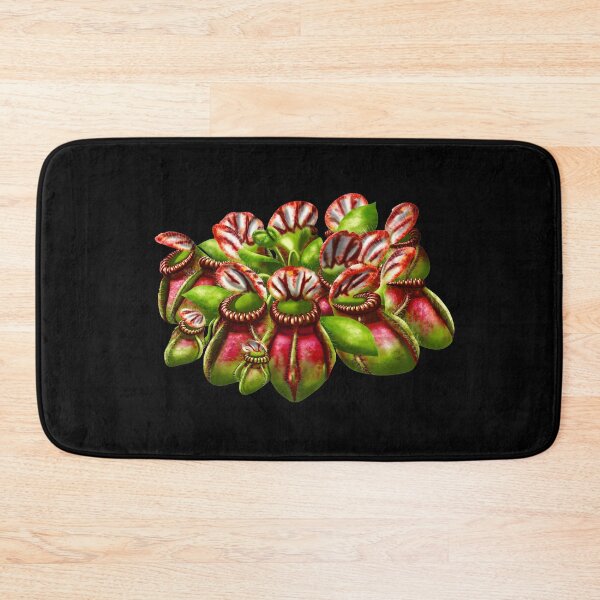 Item preview, Botanical Cephalotus Follicularis Australien Pitcher Pitcher Plant Carnivorous Plant Gift designed and sold by Carnivorous  Plant Club ⭐⭐⭐⭐⭐.