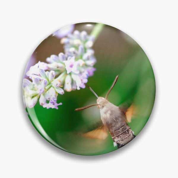 Item preview, Hummingbird moth designed and sold by Photopat.